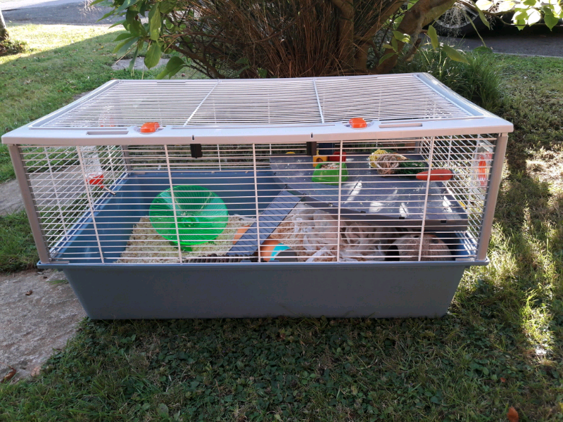 large syrian hamster cages